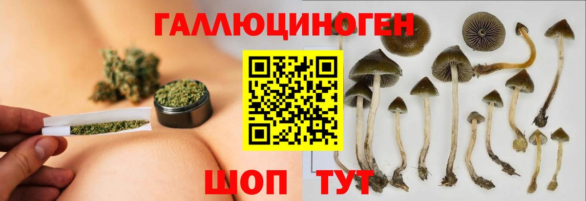 Псилоцибиновые грибы Psilocybine cubensis Сегежа